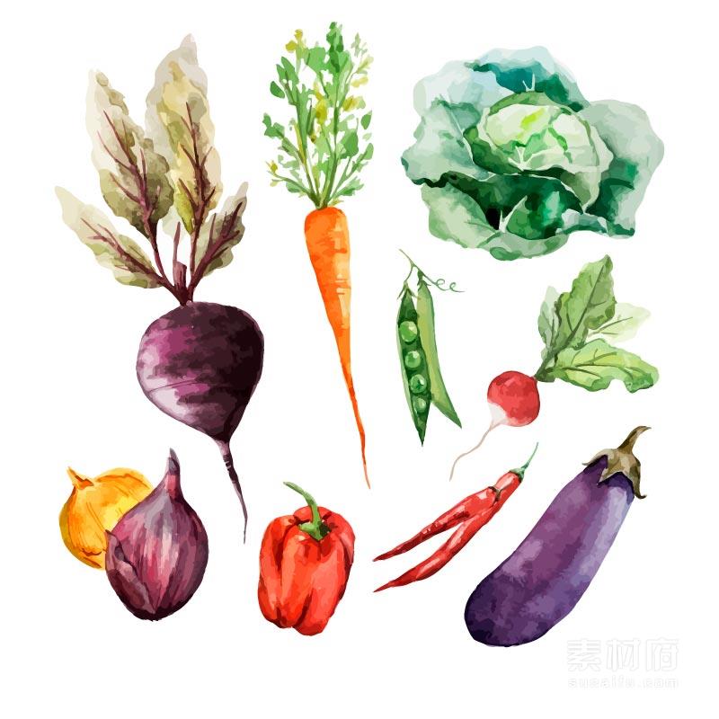 手绘水彩蔬菜