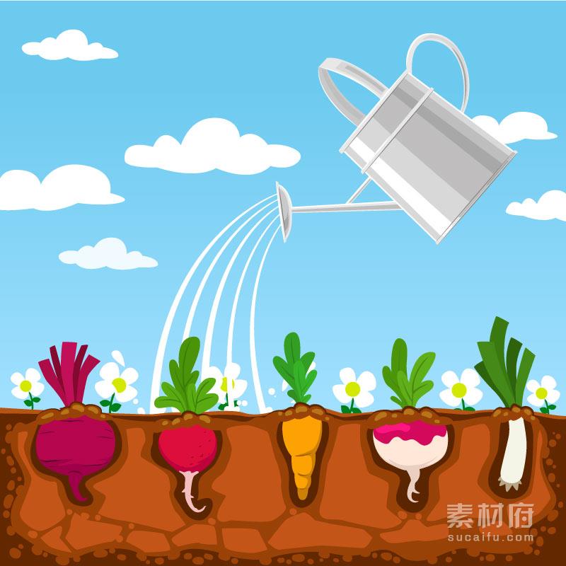给种在地里的萝卜浇水