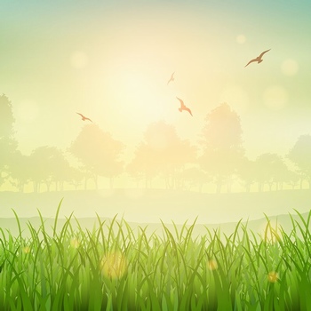 春天绿草地和阳光飞鸟背景图