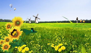 向日葵草丛和远处的荷兰风车