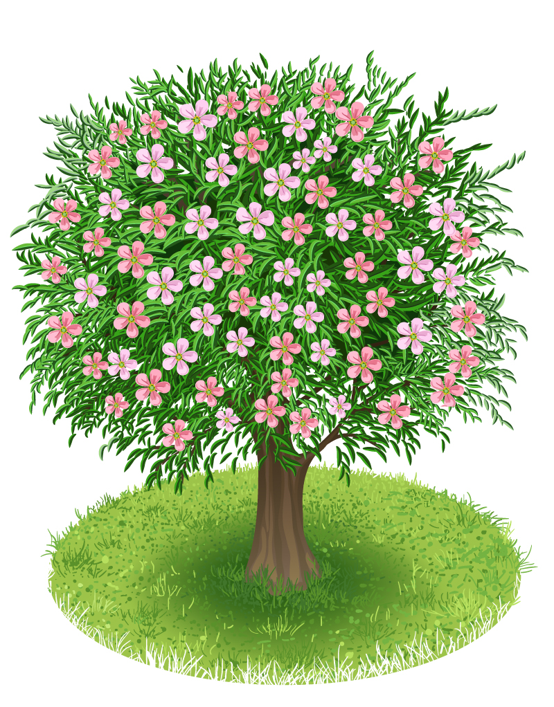 一颗开满鲜花的树