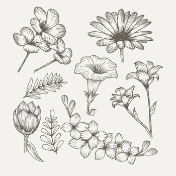 几种常见花卉的线描手绘稿
