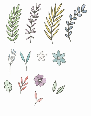手绘几种不同品种形状的树叶