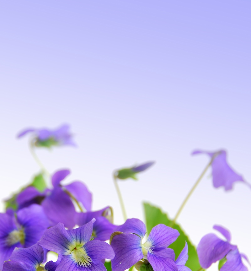 紫色的鲜花背景