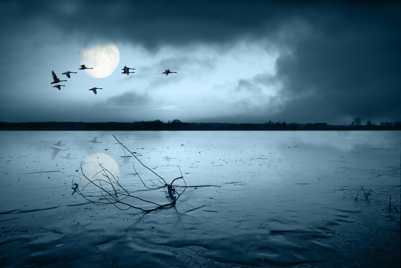 月夜下一群鸟飞过湖面