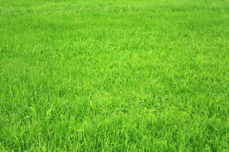 一大片绿色的草地