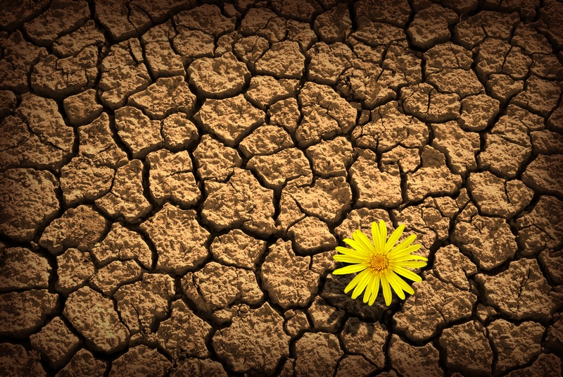 干涸龟裂的地面上有一朵小黄花