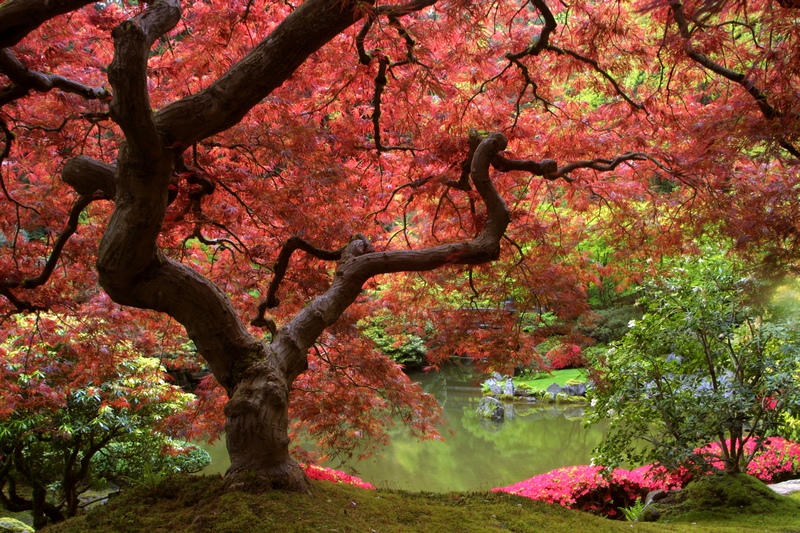 长满红色树叶的大树