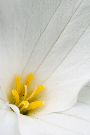 白色花的黄色花蕊特写图片