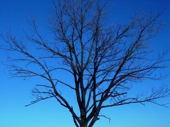 冬季晴朗天空下的大树剪影