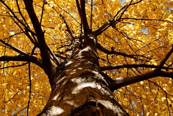 仰望秋天的大树金黄色的树叶