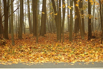 秋天落满金黄色树叶的树林