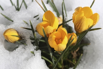 雪地中黄色的郁金香花朵