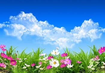 春天蓝天下的花草