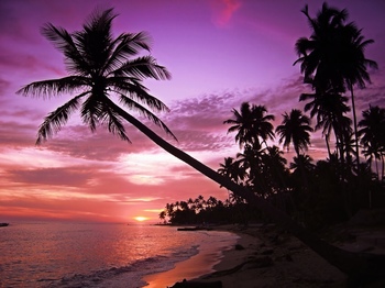 夕阳海边的椰子树剪影
