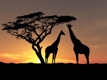 非洲夕阳下的长颈鹿和大树剪影