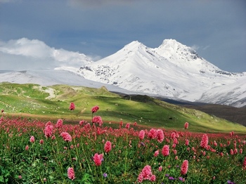 雪山下覆盖有植被的花丛
