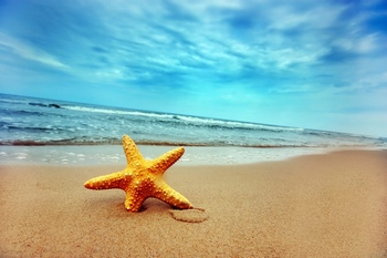 海滩上的一颗海星