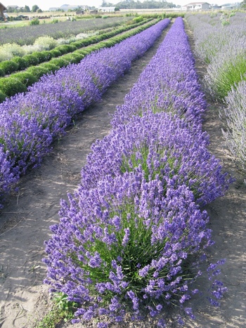紫色的薰衣草园