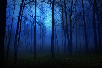夜里幽暗神秘的树林