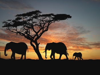 夕阳下的非洲象和大树剪影