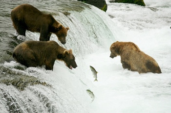 在河中捕鱼的灰熊
