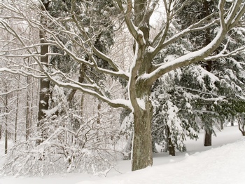 树枝上挂满了厚厚的雪