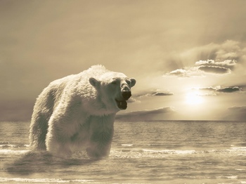 在水面上奔跑的北极熊