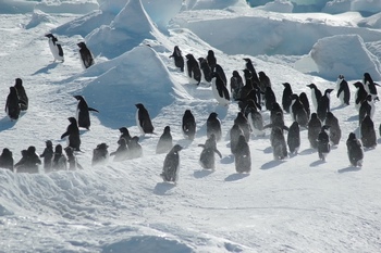 南极企鹅群