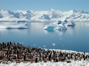 南极岸边的企鹅群