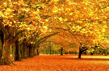 秋天一排金黄色的大树