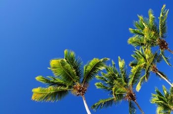 晴空下的椰子树