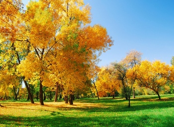 初秋变黄的树叶