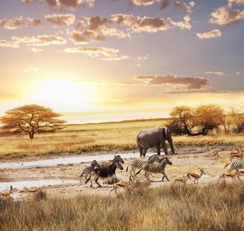 在非洲草原上奔跑的野生动物