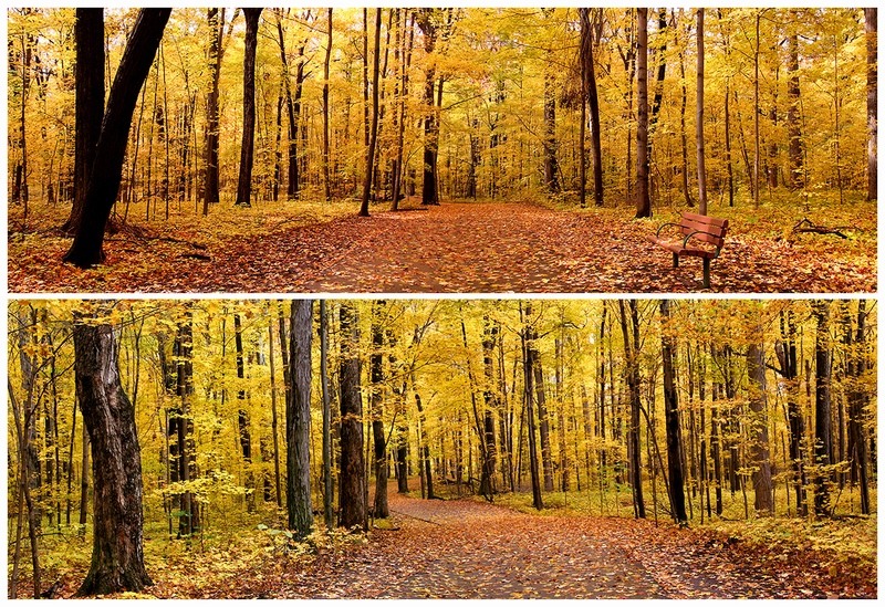 秋天树林里的树叶都变黄了