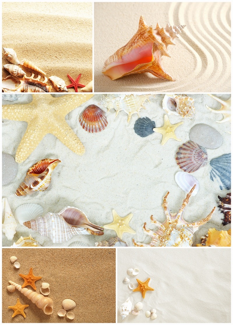 海边沙滩上的海星海螺和贝壳