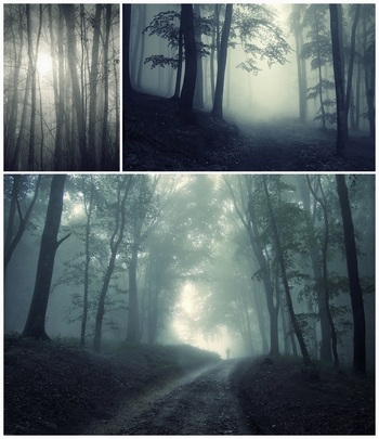幽暗朦胧雾气的森林