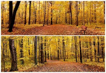 秋天树林里的树叶都变黄了