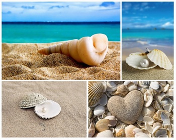 海边沙滩上的海螺和贝壳