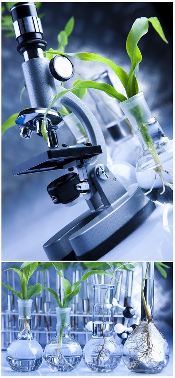 显微镜下的植物研究