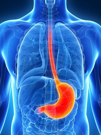 人体肠胃透视图