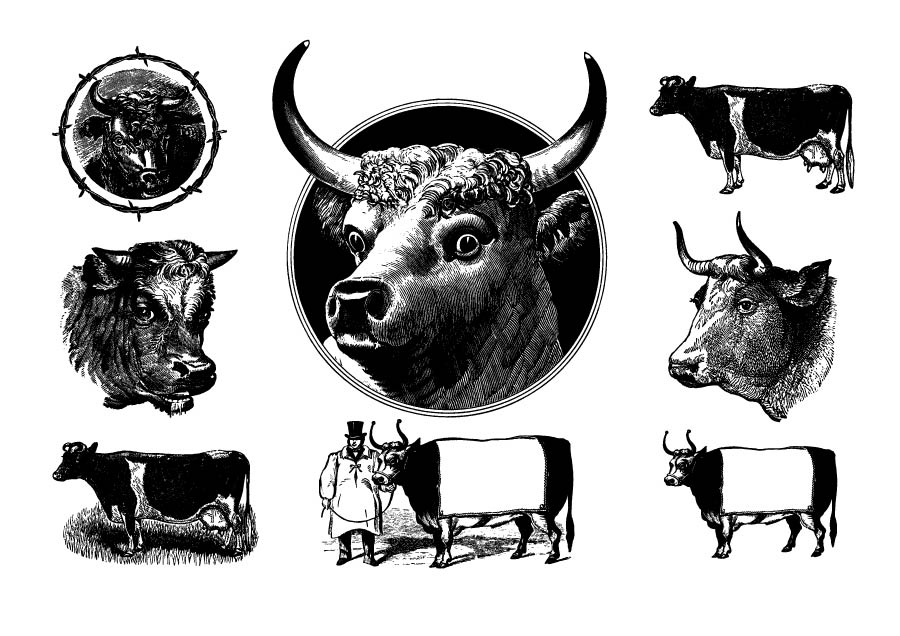 素描手绘牛