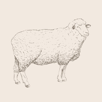 手绘线稿绵羊