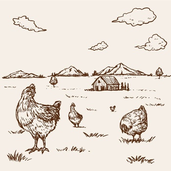 手绘线稿农场草地上的鸡