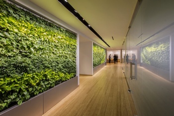 墙壁上铺满绿植的公司走廊