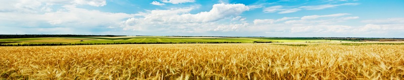 金黄色的麦田全景图