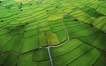 航拍鸟瞰绿色的稻田