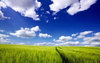 蓝天下一大片绿色的稻田
