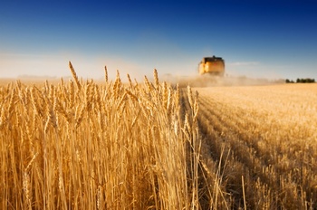 麦田里收割小麦