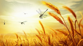 蜻蜓在麦田里飞舞